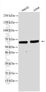 EIF2AK2/PKR Antibody in Western Blot (WB)