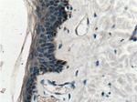 PD-L2/CD273 Antibody in Immunohistochemistry (Paraffin) (IHC (P))