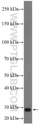 PD-L2/CD273 Antibody in Western Blot (WB)