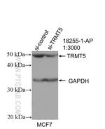 TRMT5 Antibody in Western Blot (WB)