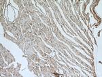 ATG13 Antibody in Immunohistochemistry (Paraffin) (IHC (P))