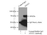 ATG13 Antibody in Immunoprecipitation (IP)