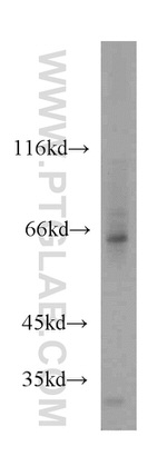 ATG13 Antibody in Western Blot (WB)