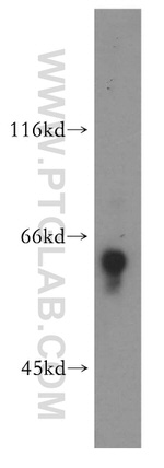 ATG13 Antibody in Western Blot (WB)