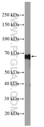 ATG13 Antibody in Western Blot (WB)