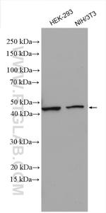 PDK1 Antibody in Western Blot (WB)