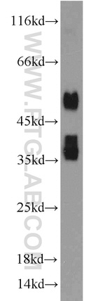 PDK1 Antibody in Western Blot (WB)