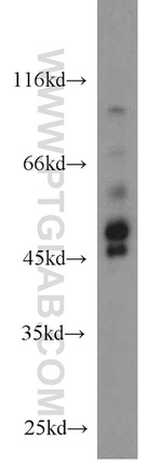 PDK1 Antibody in Western Blot (WB)