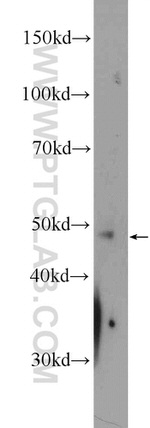 PDK1 Antibody in Western Blot (WB)