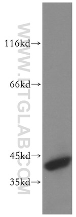 PHLDA1 Antibody in Western Blot (WB)