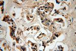 LACRT Antibody in Immunohistochemistry (Paraffin) (IHC (P))