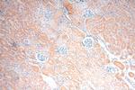 ATP6V0D1 Antibody in Immunohistochemistry (Paraffin) (IHC (P))