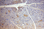 Fukutin Antibody in Immunohistochemistry (Paraffin) (IHC (P))