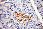 Fukutin Antibody in Immunohistochemistry (Paraffin) (IHC (P))