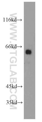 Fukutin Antibody in Western Blot (WB)