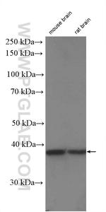 STRAP Antibody in Western Blot (WB)