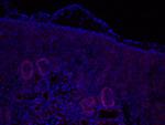 LMX1B Antibody in Immunohistochemistry (IHC)