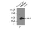 TDP-43 Antibody in Immunoprecipitation (IP)