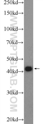 TDP-43 Antibody in Western Blot (WB)