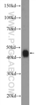 TDP-43 Antibody in Western Blot (WB)