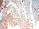 MEF2C Antibody in Immunohistochemistry (Paraffin) (IHC (P))