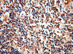 MEF2C Antibody in Immunohistochemistry (Paraffin) (IHC (P))