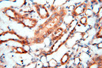 MEF2C Antibody in Immunohistochemistry (Paraffin) (IHC (P))