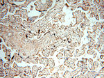 MEF2C Antibody in Immunohistochemistry (Paraffin) (IHC (P))