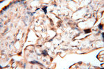MEF2C Antibody in Immunohistochemistry (Paraffin) (IHC (P))