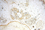 MEF2C Antibody in Immunohistochemistry (Paraffin) (IHC (P))