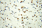 MEF2C Antibody in Immunohistochemistry (Paraffin) (IHC (P))