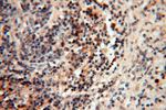 MEF2C Antibody in Immunohistochemistry (Paraffin) (IHC (P))