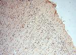 MEF2C Antibody in Immunohistochemistry (Paraffin) (IHC (P))