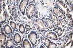 NRAS Antibody in Immunohistochemistry (Paraffin) (IHC (P))