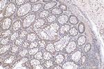 NRAS Antibody in Immunohistochemistry (Paraffin) (IHC (P))