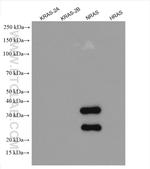 NRAS Antibody in Western Blot (WB)