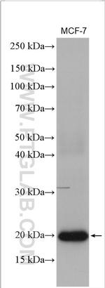 NRAS Antibody in Western Blot (WB)