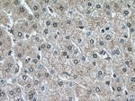 Plasminogen Antibody in Immunohistochemistry (Paraffin) (IHC (P))