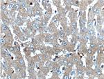 Angiogenin Antibody in Immunohistochemistry (Paraffin) (IHC (P))