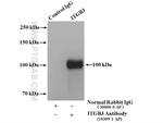 Integrin beta-3 Antibody in Immunoprecipitation (IP)