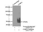 CEBPA Antibody in Immunoprecipitation (IP)