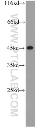 CEBPA Antibody in Western Blot (WB)