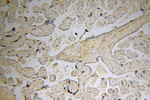 NHE8 Antibody in Immunohistochemistry (Paraffin) (IHC (P))