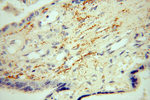 NHE8 Antibody in Immunohistochemistry (Paraffin) (IHC (P))