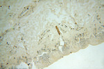 NHE8 Antibody in Immunohistochemistry (Paraffin) (IHC (P))