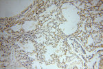 NHE8 Antibody in Immunohistochemistry (Paraffin) (IHC (P))