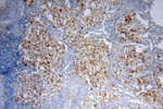 NHE8 Antibody in Immunohistochemistry (Paraffin) (IHC (P))