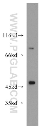 NHE8 Antibody in Western Blot (WB)