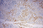 NHE8 Antibody in Immunohistochemistry (Paraffin) (IHC (P))