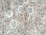 NHE8 Antibody in Immunohistochemistry (Paraffin) (IHC (P))